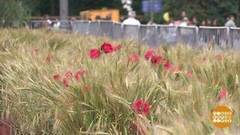 Это сладкое лето… Доброе утро. Фрагмент выпуска от 20.07.2017