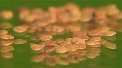 Неудачные семена. Доброе утро. Фрагмент выпуска от 02.04.2015