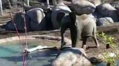 В американском зоопарке в отчаянной схватке сошлись гусь и слоненок