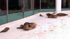 Спасли тюленя. Доброе утро. Фрагмент выпуска от 23.03.2015