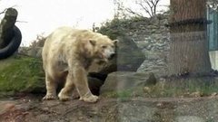 В мире. Международный день полярных медведей. Доброе утро. Фрагмент выпуска от 27.02.2015