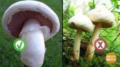 Осторожно! Грибы. Доброе утро. Фрагмент выпуска от 11.10.2017