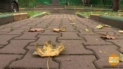 Осенняя листва: а что говорит закон? Доброе утро. Фрагмент выпуска от 13.10.2017