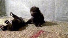 Как мишки зимуют? Доброе утро. Фрагмент выпуска от 23.01.2015