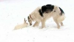 Зимняя охота. Доброе утро. Фрагмент выпуска от 21.01.2015