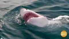 В мире. Атаки акул. Доброе утро. Фрагмент выпуска от 24.11.2017