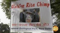 В мире. Старейшая шимпанзе. Доброе утро. Фрагмент выпуска от 28.12.2017