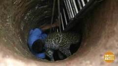 В мире. Спасли леопарда. Доброе утро. Фрагмент выпуска от 29.12.2017