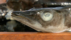 Рыба ледяная замороженная. Контрольная закупка. Выпуск от 22.10.2014