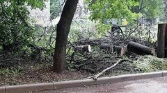 Дерево раздора. Доброе утро. Фрагмент выпуска от 04.08.2015