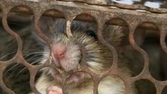 В мире. Жаркое из крыс. Доброе утро. Фрагмент выпуска от 16.10.2015