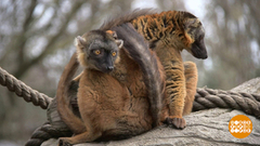 Весна в зоопарке. Доброе утро. Фрагмент выпуска от 07.05.2018