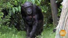 В мире. Родился шимпанзенок. Доброе утро. Фрагмент выпуска от 26.06.2018