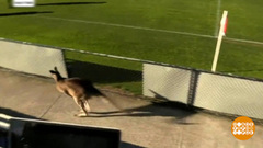 В мире. Кенгуру-футболист. Доброе утро. Фрагмент выпуска от 11.07.2018