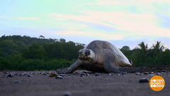 В мире. Время кладки яиц у черепах. Доброе утро. Фрагмент выпуска от 10.08.2018