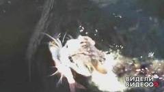 Кот-рыболов. Видели видео? Фрагмент выпуска от 14.08.2018