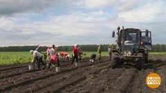 Идем копать картошку. Доброе утро. Фрагмент выпуска от 06.09.2018
