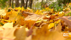 Осенняя листва: убирать или не убирать? Доброе утро. Фрагмент выпуска от 27.09.2018