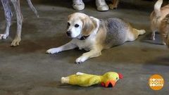 В мире. Маленькие старички. Доброе утро. Фрагмент выпуска от 28.09.2018