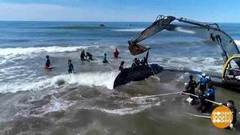 В мире. Спасение кита. Доброе утро. Фрагмент выпуска от 16.10.2018