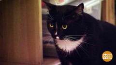 Степень текучести кота. Доброе утро. Фрагмент выпуска от 08.11.2018