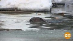 Бобров по осени считают. Доброе утро. Фрагмент выпуска от 13.11.2018