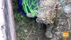 В мире. Поймали дикого леопарда. Доброе утро. Фрагмент выпуска от 11.02.2019