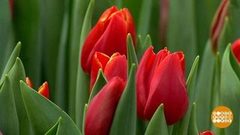 60 000 иркутских тюльпанов. Доброе утро. Фрагмент выпуска от 05.03.2019