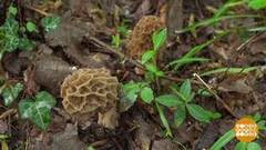 Сморчки пошли! Доброе утро. Фрагмент выпуска от 23.04.2019