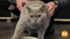 Кошачий фитнес. Доброе утро. Фрагмент выпуска от 30.04.2019