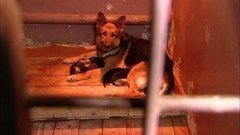 Детсад для служебных собак