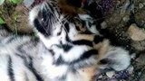 В Хабаровском крае ищут браконьеров, убивших детёныша амурского тигра