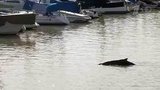 Бесплатное зрелище жителям Буэнос-Айреса устроил кит, заплывший в городскую гавань