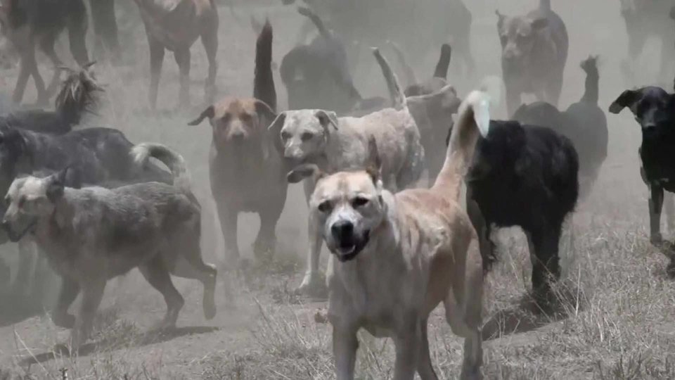 Собака земля. Собака на земле. Миссия собак на земле. Земной пёс. Месяц земной собаки.