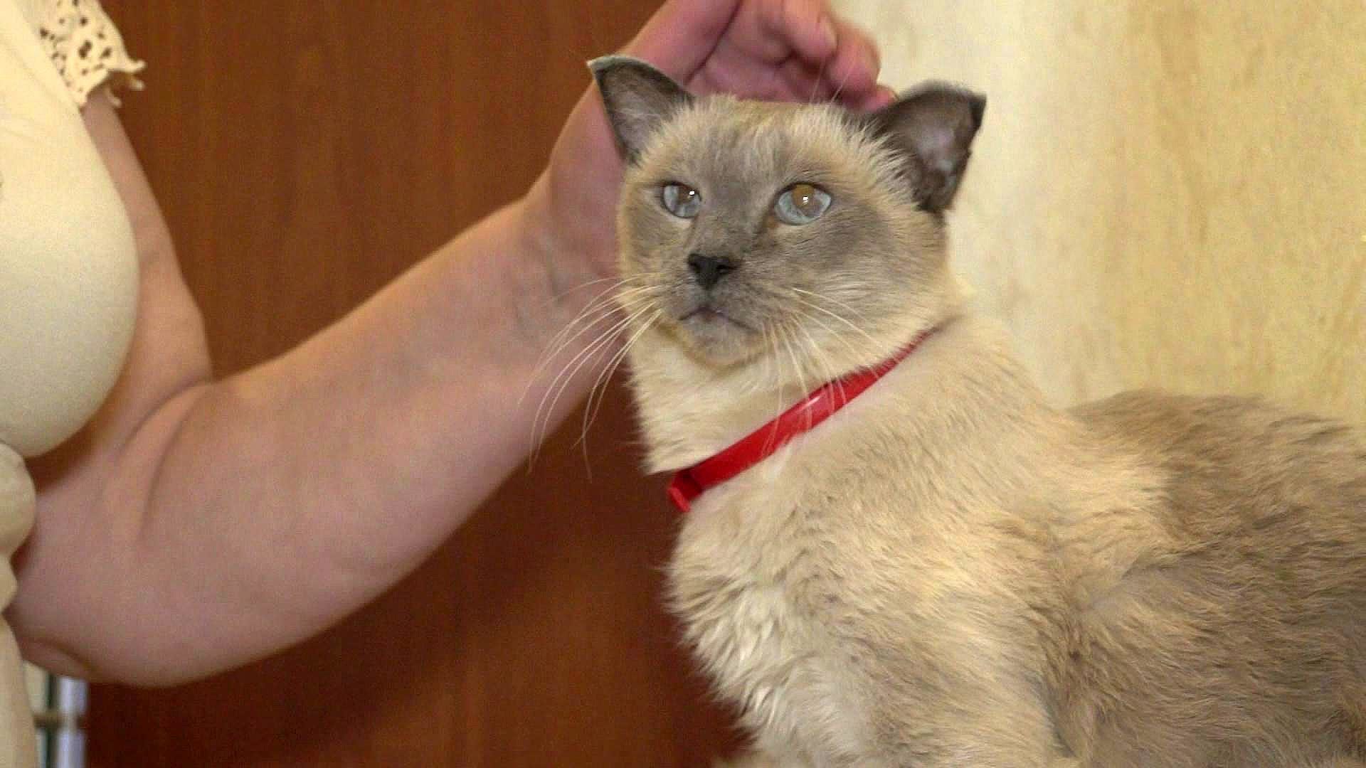 Кот Базилио самый старый кот из Костромы