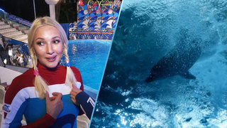 «У дельфина тренировка проходи в виде игры», — Лера Кудрявцева о шоу «Вместе с дельфинами»