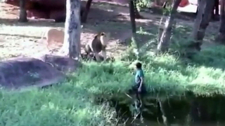 Пьяный посетитель зоопарка решил «поздороваться» со львом. Хиты интернета