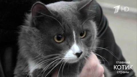 Претендент на звание «Главного котика страны»: кот-строитель Барсик. Главный котик страны. Фрагмент выпуска от 08.10.2017