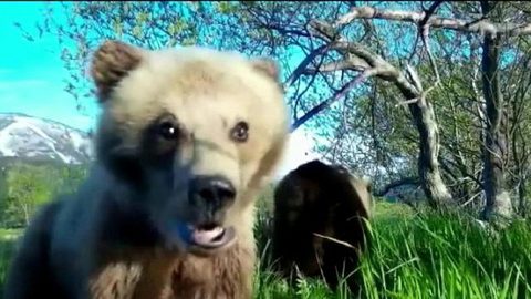 Медведица делает селфи. Хиты интернета