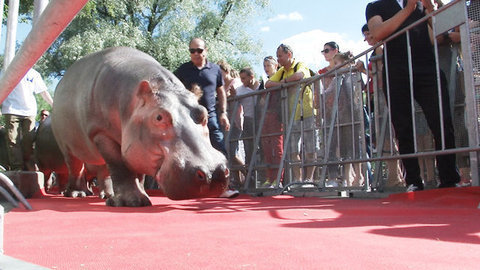 Игры разума и бегемоты на красной дорожке. Парк. За кадром