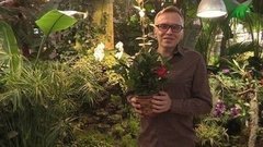 Камелия и шиповник против анемии. Доброе утро. Фрагмент выпуска от 05.04.2016