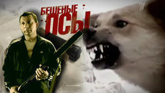 Бешеные псы. Пусть говорят. Выпуск от 26.03.2013