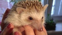 Бешеные ежики и не только. Доброе утро. Фрагмент выпуска от 25.05.2016