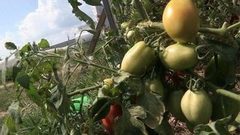 Дачники против воришек. Доброе утро. Фрагмент выпуска от 11.08.2016