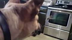 Дружба собаки и колибри. Хиты интернета