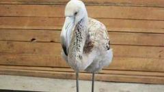 Фламинго по имени Вася и другие. Доброе утро. Фрагмент выпуска от 01.11.2016