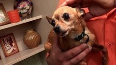 Маленькая, да кусачая. Доброе утро. Фрагмент выпуска от 28.09.2015