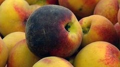 Персики, нектарины. Доброе утро. Фрагмент выпуска от 24.07.2015