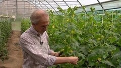 Огурцы — наше всe! Доброе утро. Фрагмент выпуска от 22.07.2015