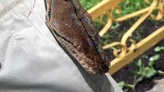 Гадюки атакуют. Доброе утро. Фрагмент выпуска от 15.07.2015